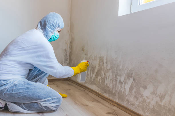 Licensed Black Mold Removal service in Port Tobacco, MD - WQB Mold Removal