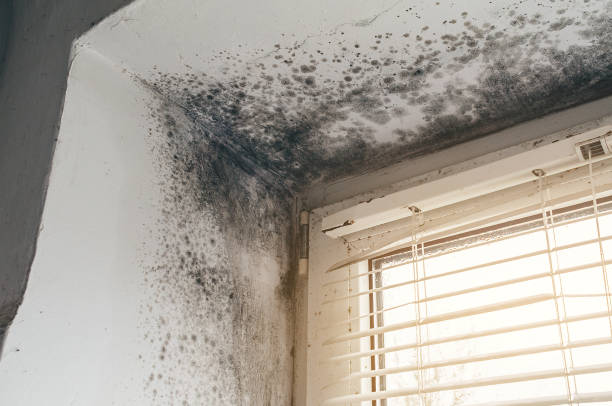 Affordable Black Mold Removal solutions in Port Tobacco, MD